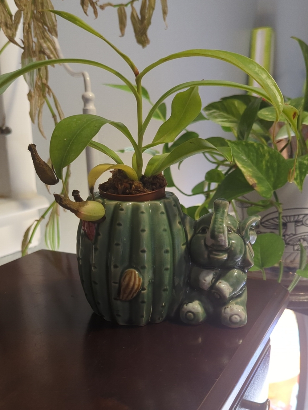 Vintage Succulent Or Small Plant Pot With Lucky Jade Elephant And Cactus Theme
